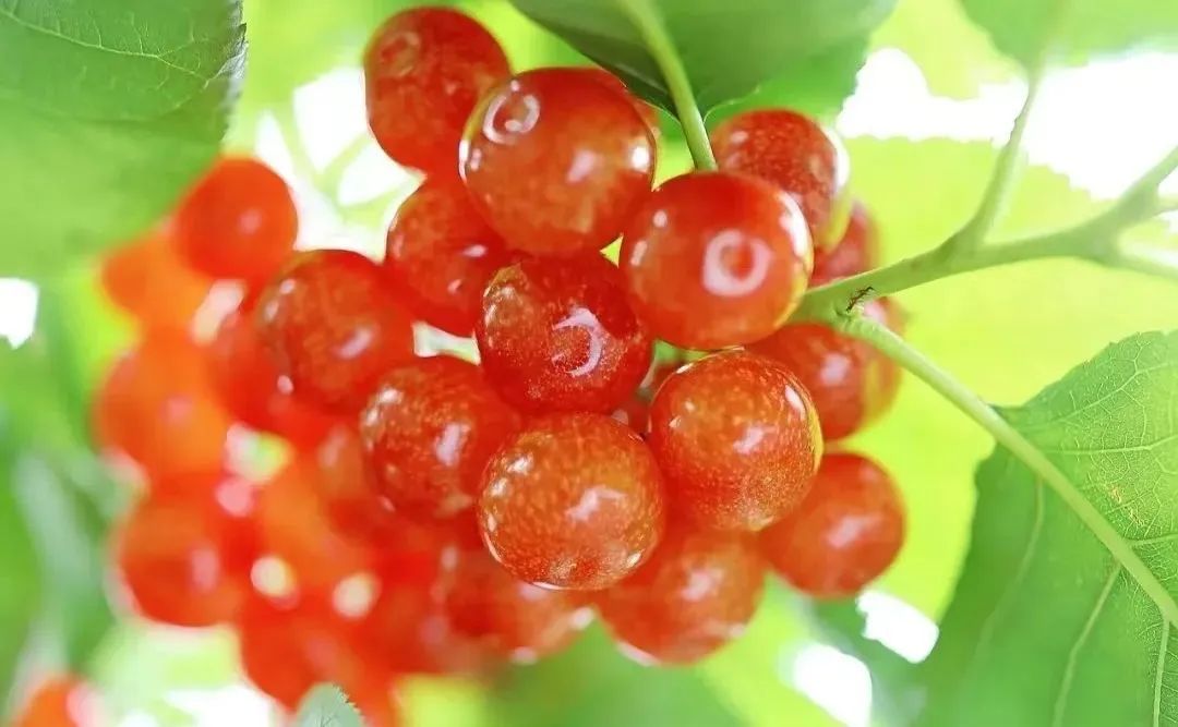 甜得像初恋!让你心动的贵州樱桃采摘地图来啦