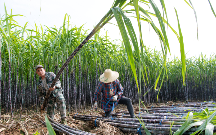兰溪:甘蔗进入丰收季