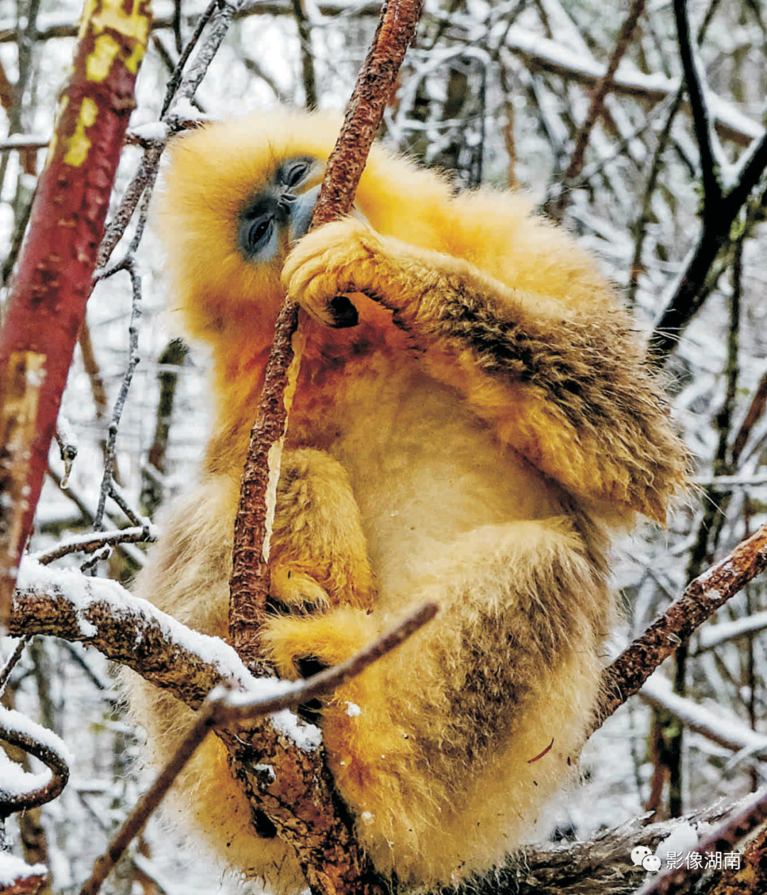 金丝猴:神农架的精灵