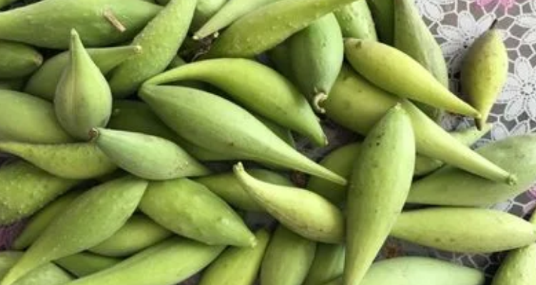 梢瓜的种植与管理