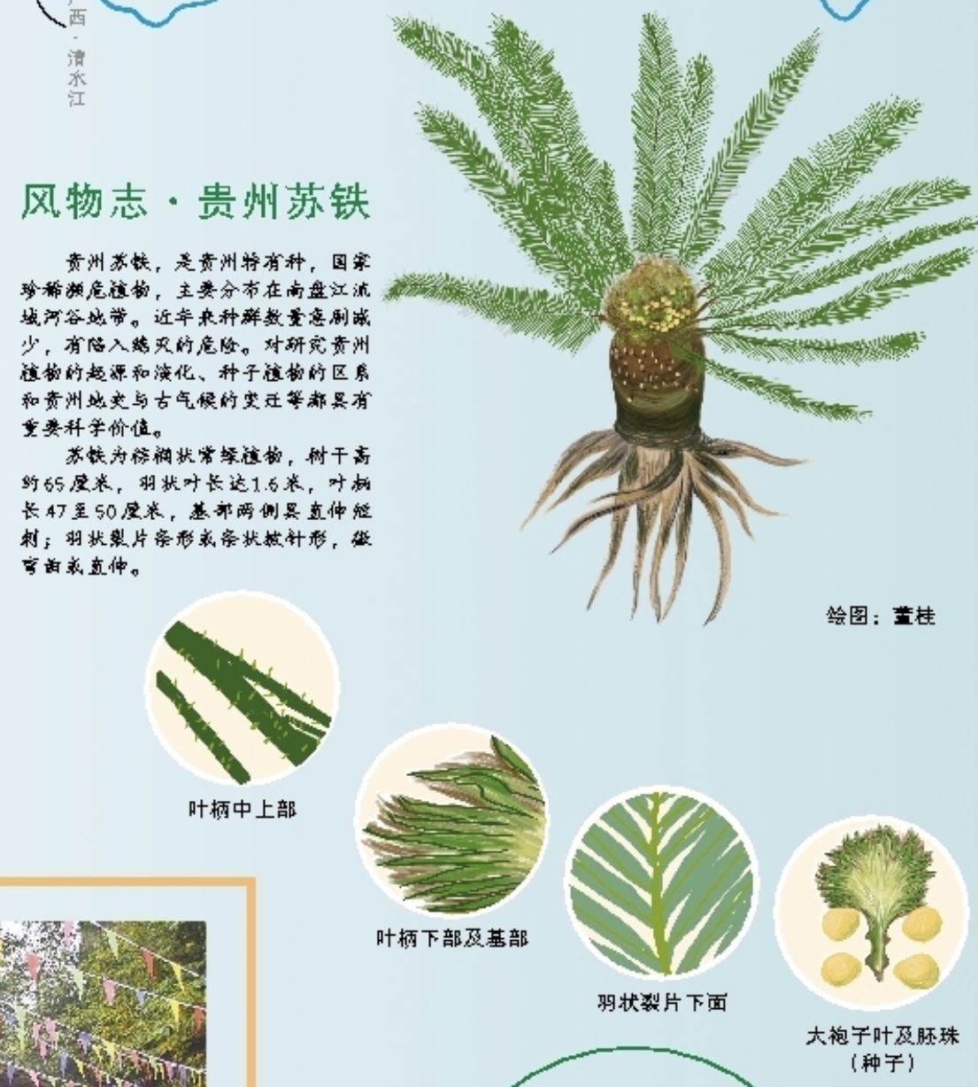 「沿着江河看贵州」南盘江水系⑥|风物志·贵州苏铁