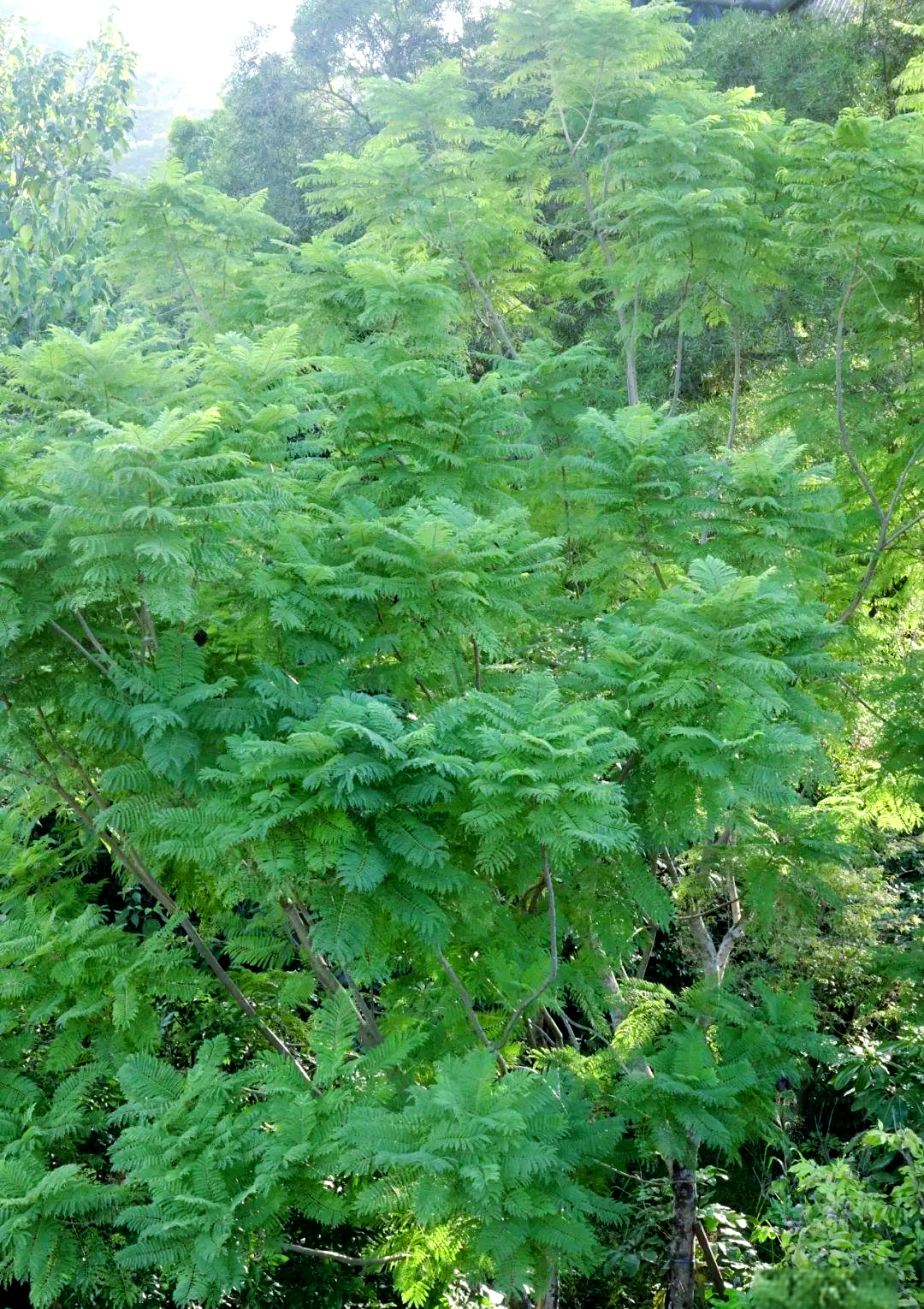 银合欢:一种生长迅速且繁殖能力强的热带植物
