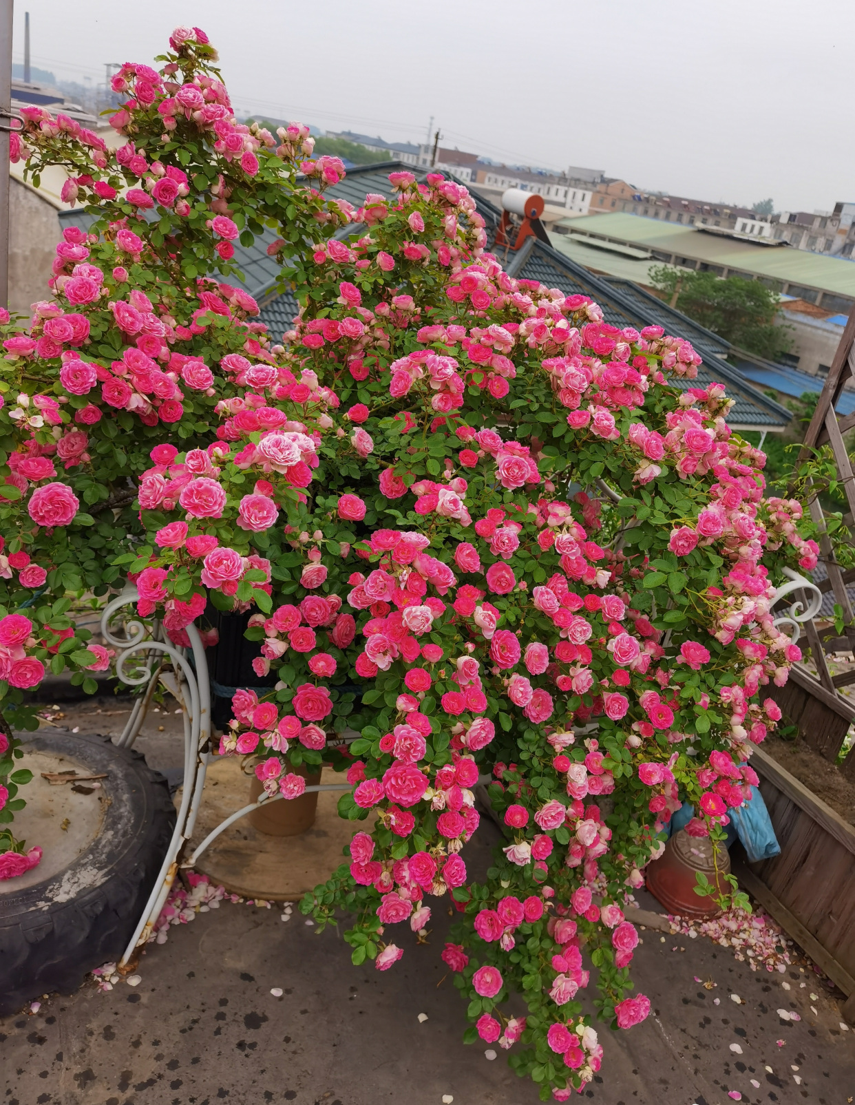 藤本月季"胭脂扣"—花量超多,来花勤快,长势迅速,适合做花墙