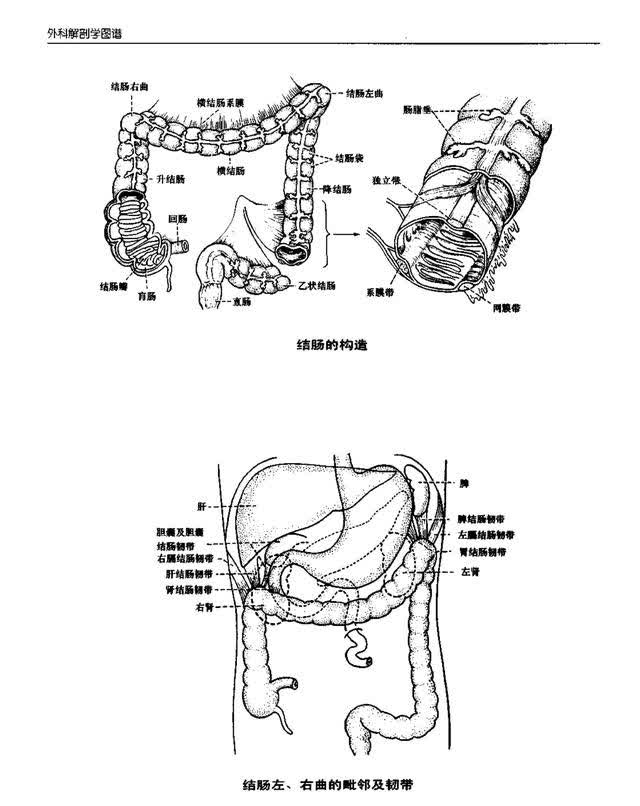 解剖图腹部图片