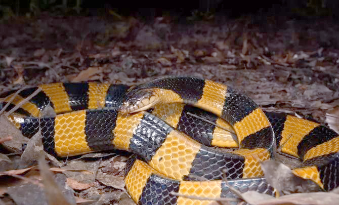 金环蛇:一种具前沟牙的剧毒蛇