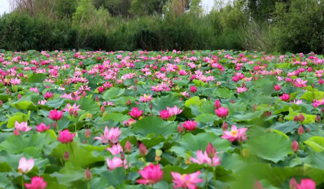 近日,衡水湖的荷花进入观赏佳期,为湖区增添了亮丽风景,也吸引不少