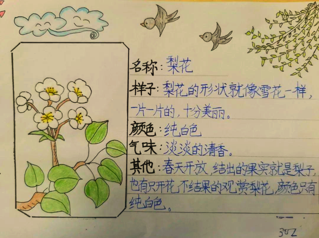 我的植物观察"记录卡"之旅