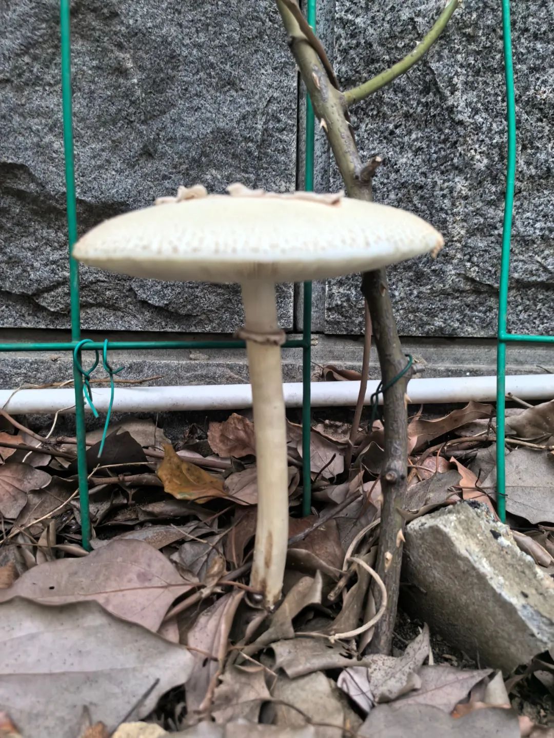 紧急提醒:雨后大量出现!千万别采,更不能吃!