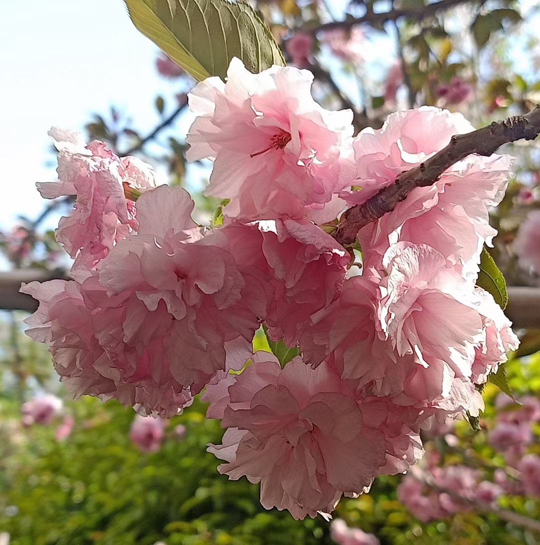 河满子·踏春(竹榭临屏)