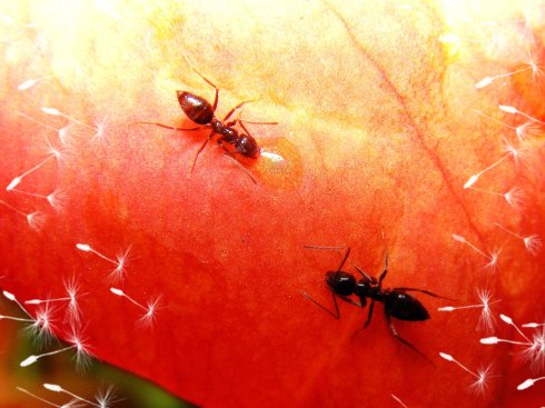 蚂蚁的危害及预防消灭