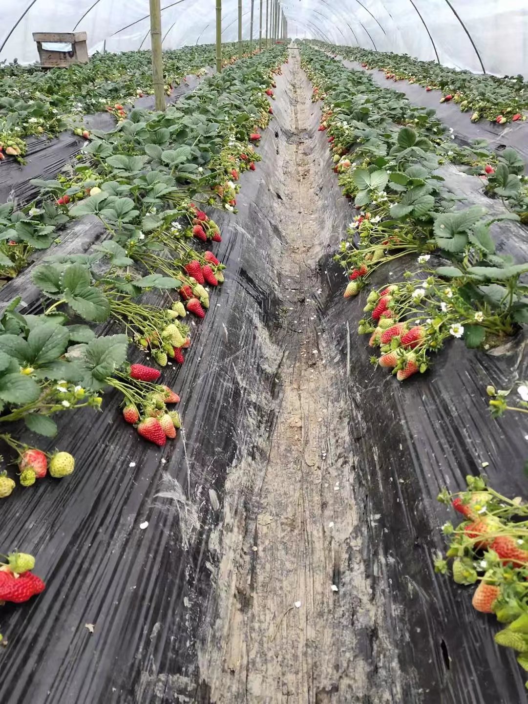 塞娃草莓苗基地