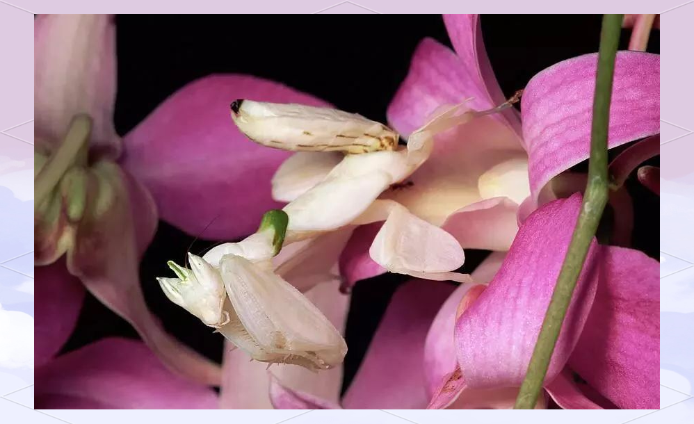 兰花螳螂:伪装成花的顶级掠食者