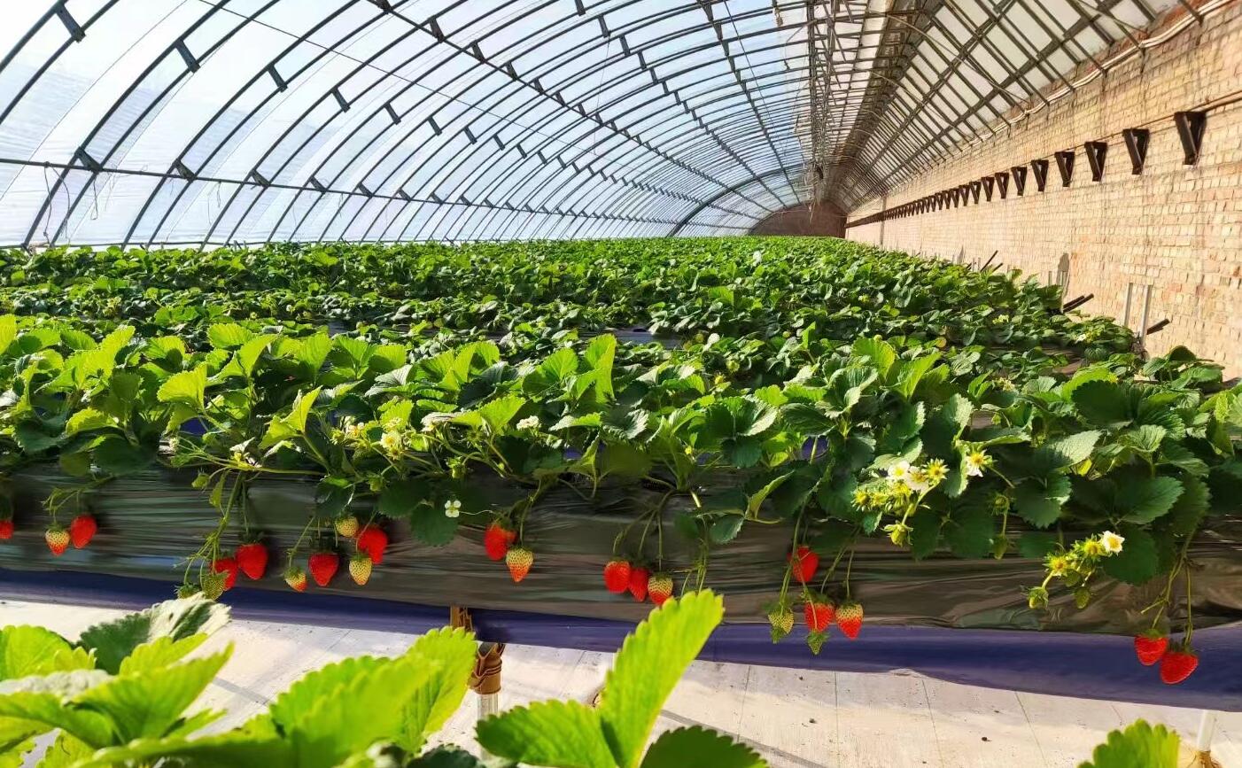 大棚种菜"气"怎么透,蔬菜才能"舒心"的长,关键点是什么?