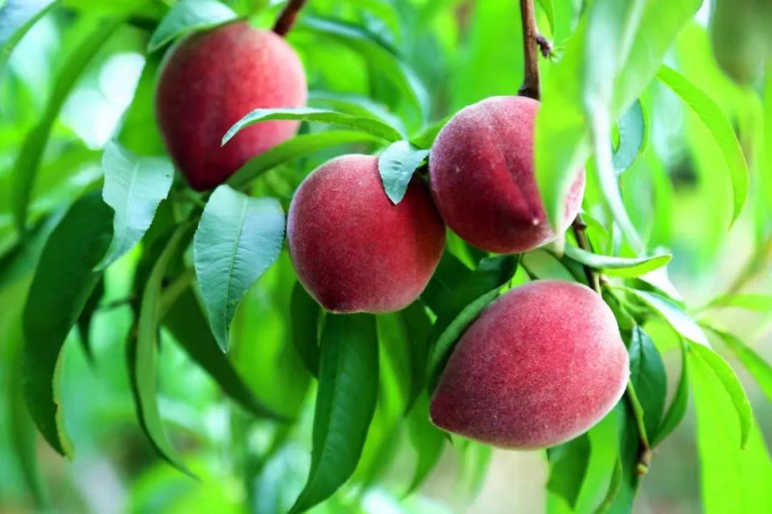 湖北孝昌水蜜桃丰收韵达进村"甜蜜"销全国