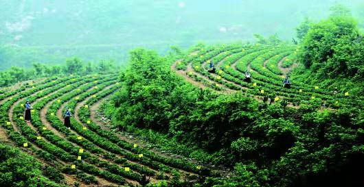 从邾国考古到"南茶北引",山东茶的那些高光时刻