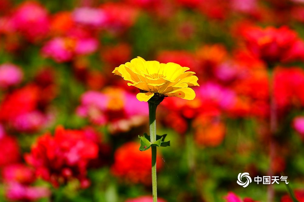 小清新!哈尔滨秋日花花世界美如童话