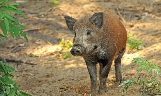 3人结伴电野猪致其中1人死亡,全南法院判了!