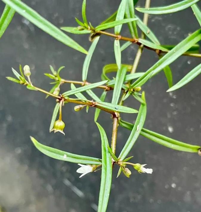 白花蛇舌草分布图片