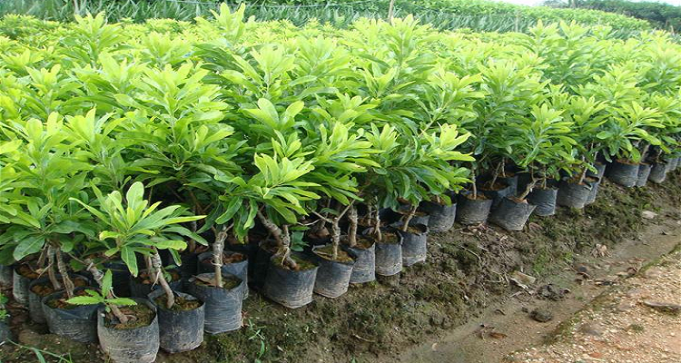 绿化树木修剪规范和养护质量要求是什么