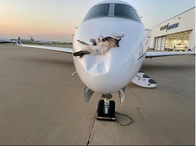 新型激光驱鸟器在航空业上的应用与作用