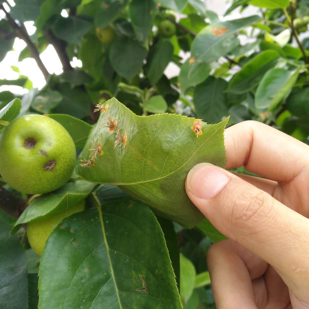 脆甜梨 - 2020年最新商品信息聚合专区 - 百度爱采购