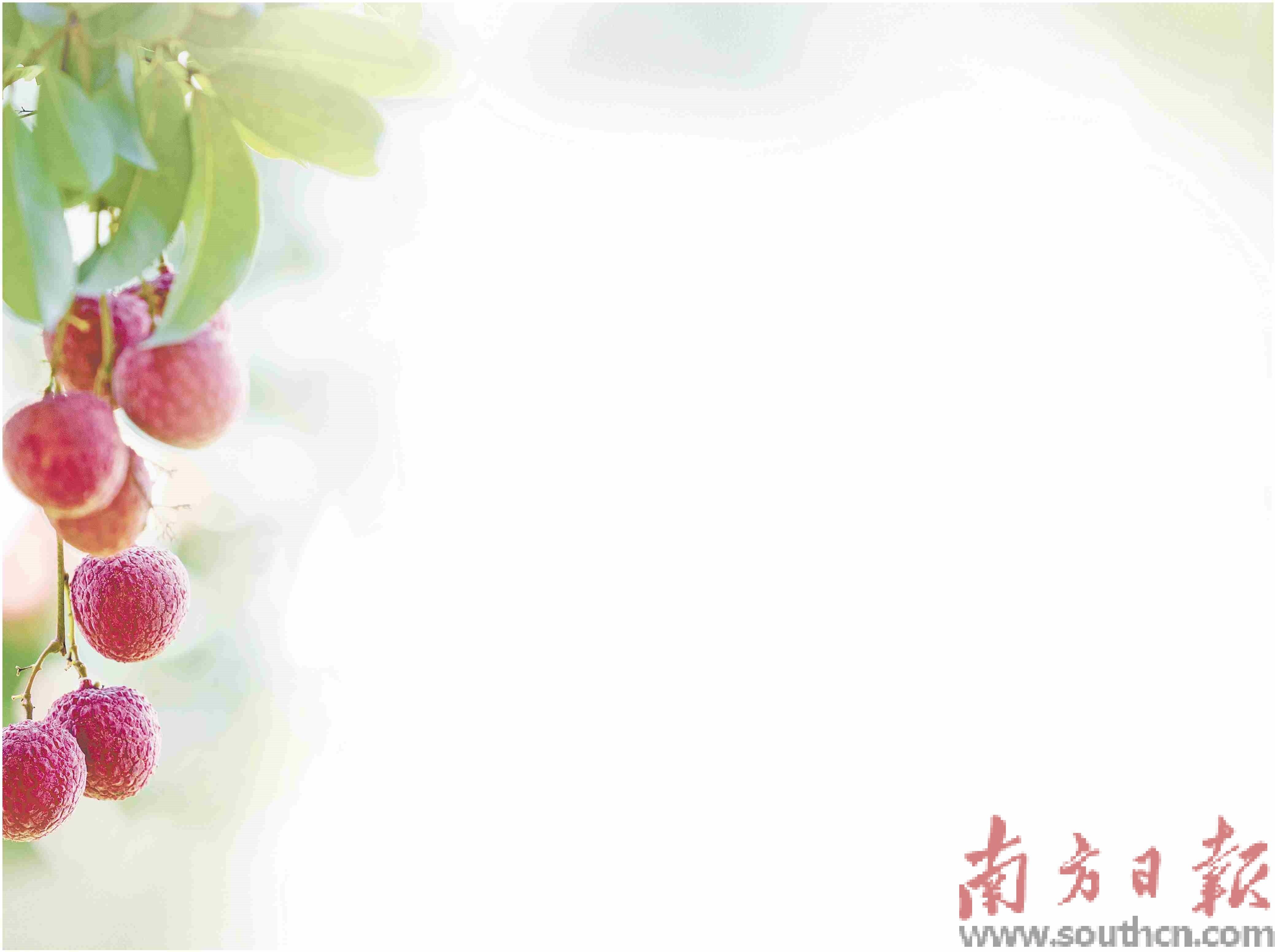 荔枝"大小年"之困已解?