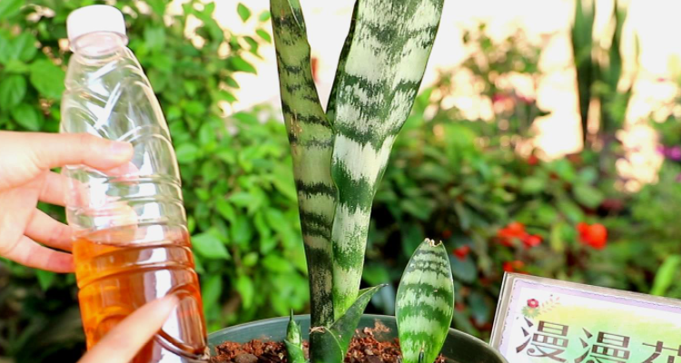 虎皮兰能长多高