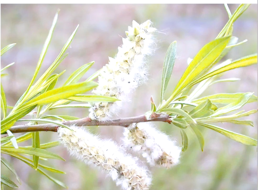 科普介绍:蒿柳作为柞蚕的饲料选择