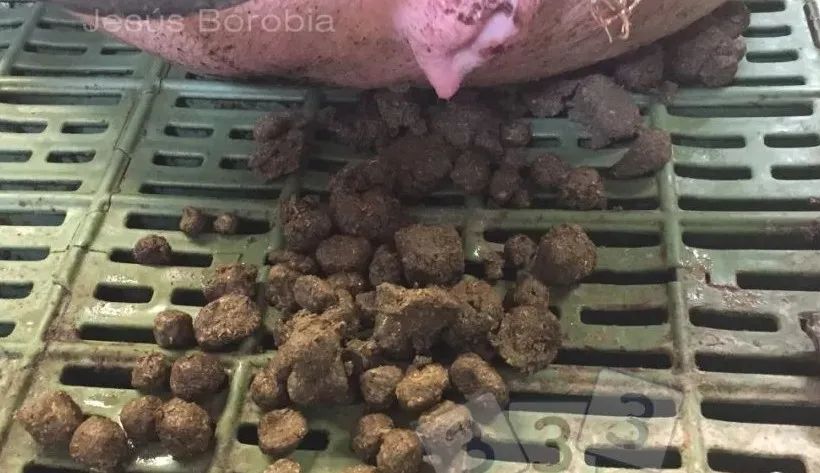 非洲猪瘟的粪便的样子图片