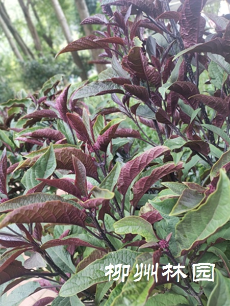 「绿化处」独特的双色叶植物——烟火树