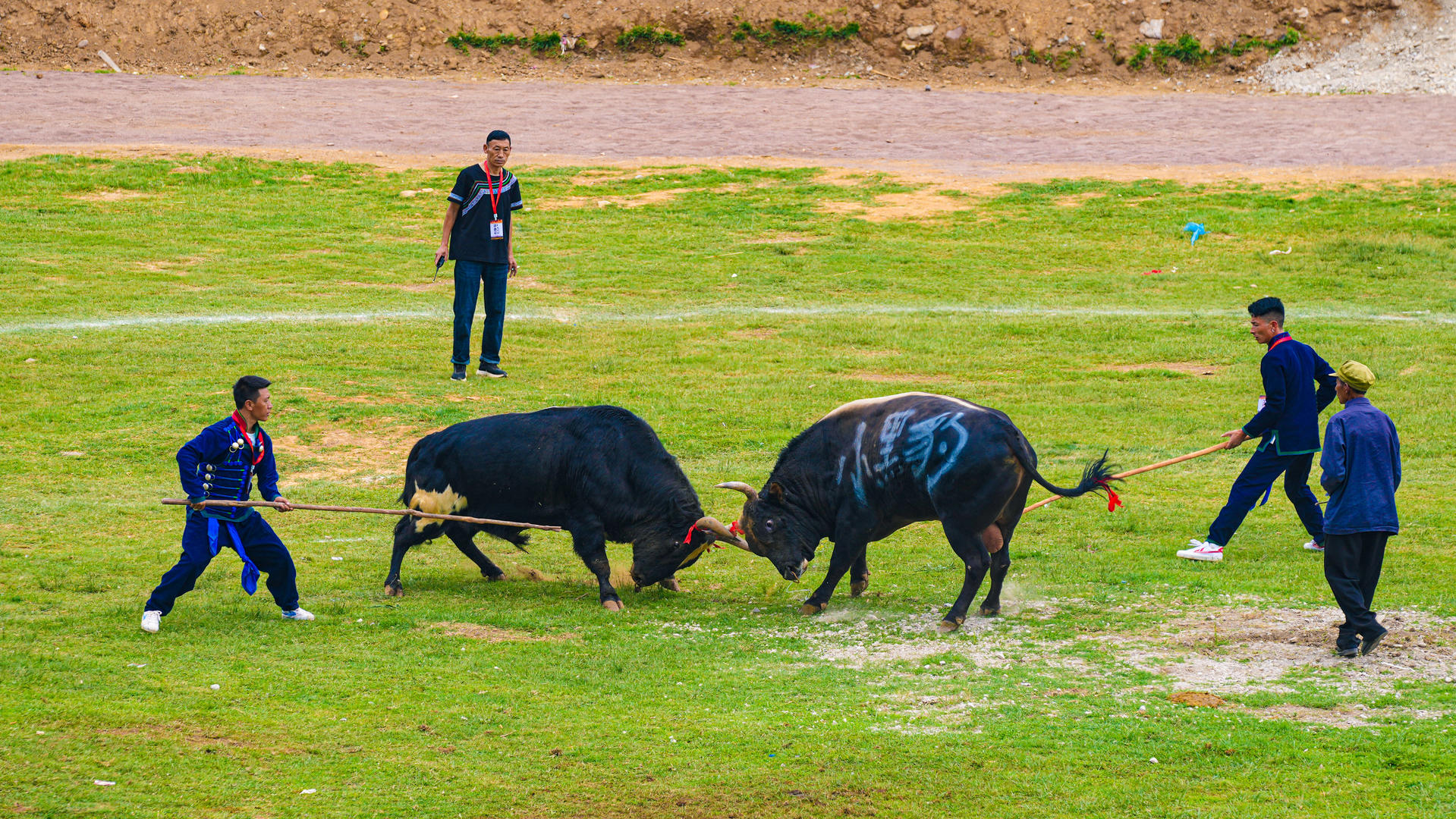选美,斗牛,斗羊……凉山彝族火把节"第一把火"在普格县点燃