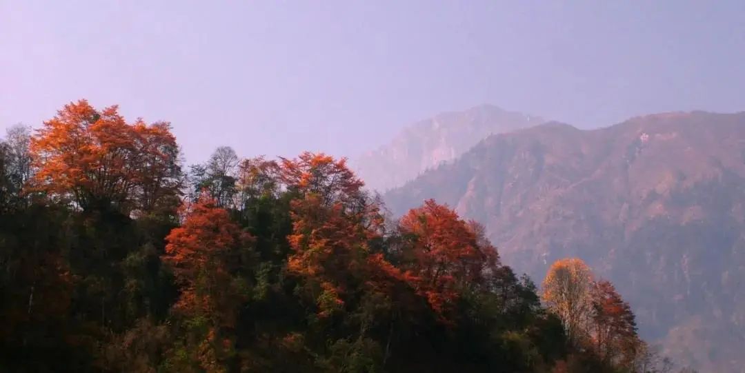 红枫太高怎么办