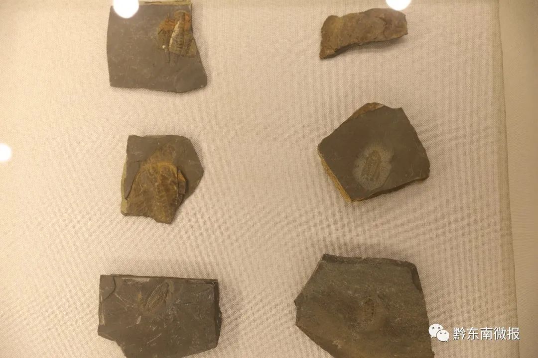 "凯里生物群"——始海百合