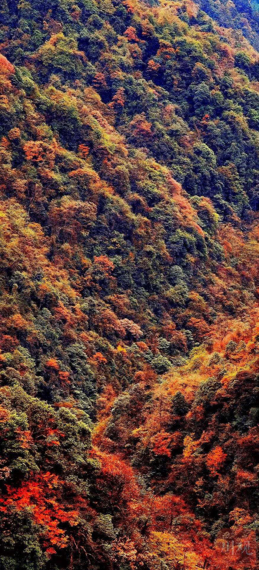 组图|泸州古蔺:入冬后的黄荆老林层林尽染,披上金色"盛装"