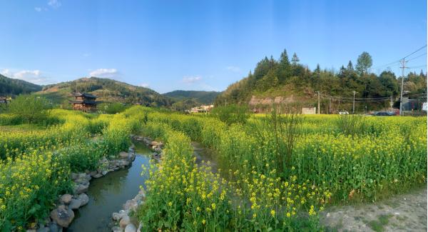 又美又甜 快来古田 | 古田:油菜花开春意浓 踏春赏花正当时