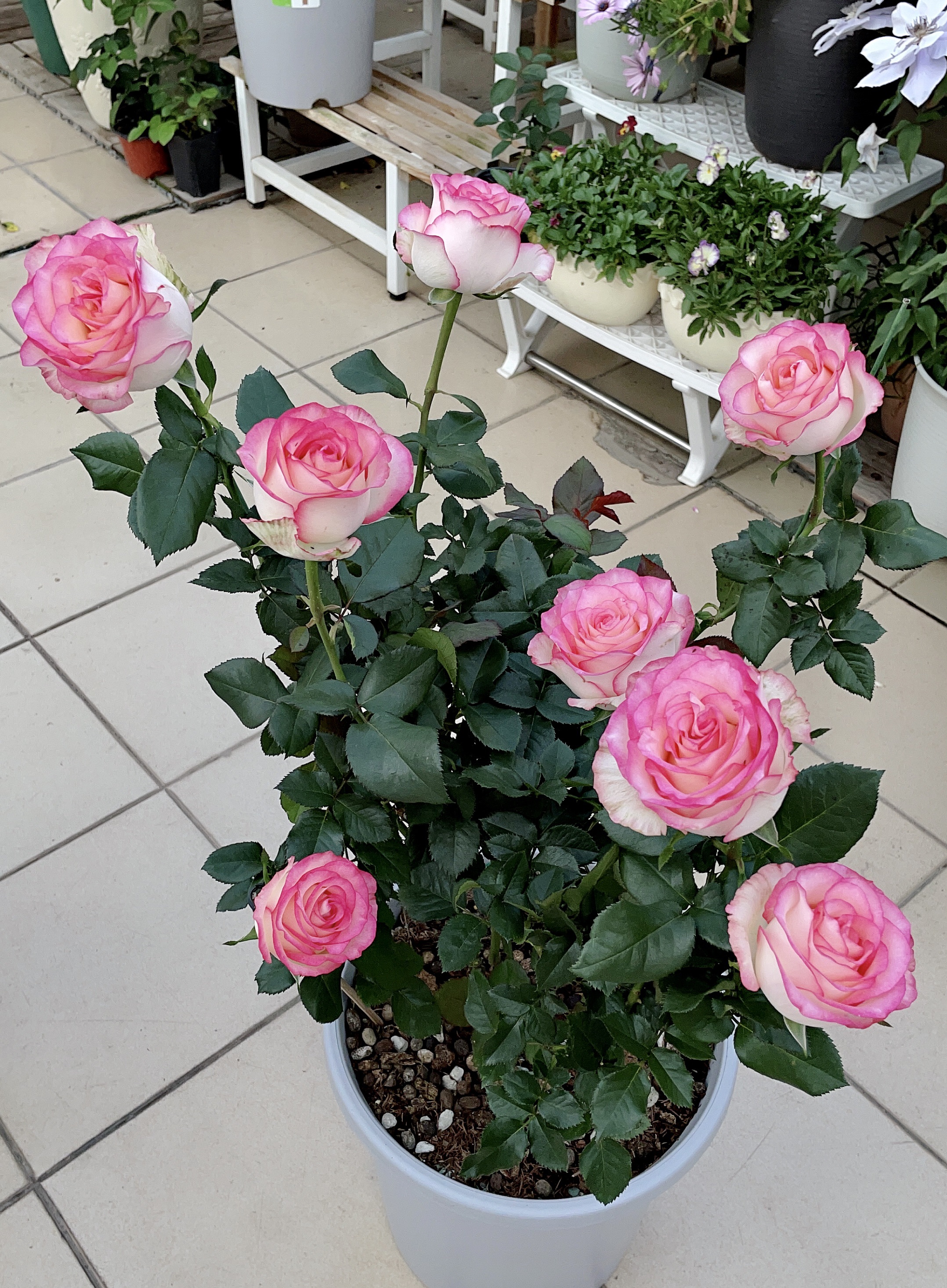 月季花界的"贵族"—朱米莉亚,美胜玫瑰,多季花开,你值得拥有