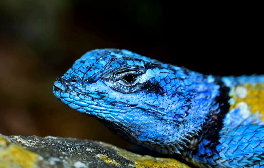 孔雀针蜥:一个拥有华丽体色的蜥蜴新物种介绍