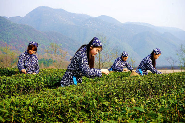 四川绵竹:今年第一批早春茶开始釆摘