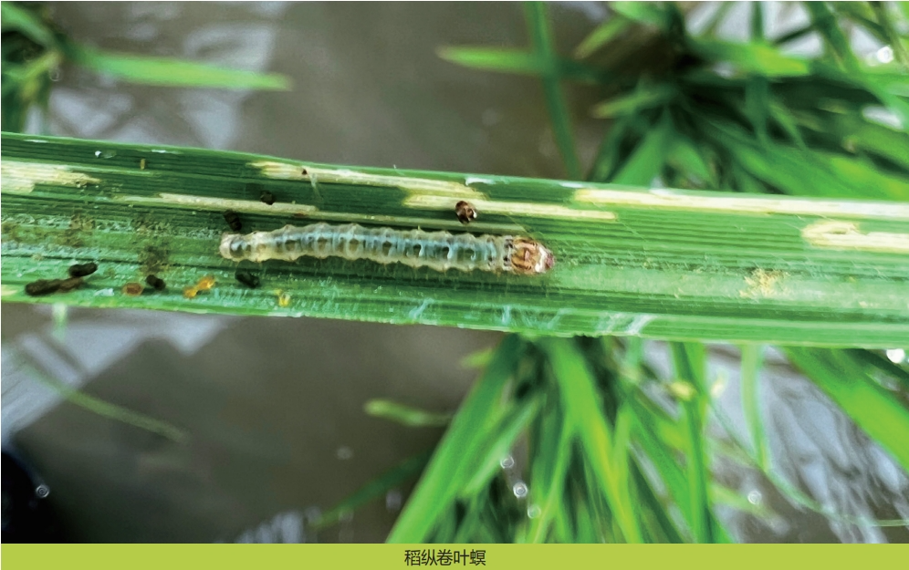 唑虫酰胺,螺虫乙酯,呋虫胺……近几年抗性小虫防治热门药剂点评