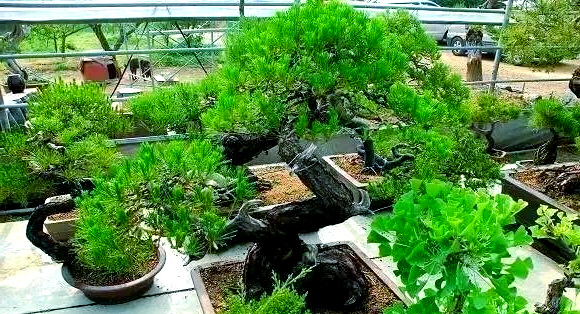 黑松造型树盆景图片大全大图