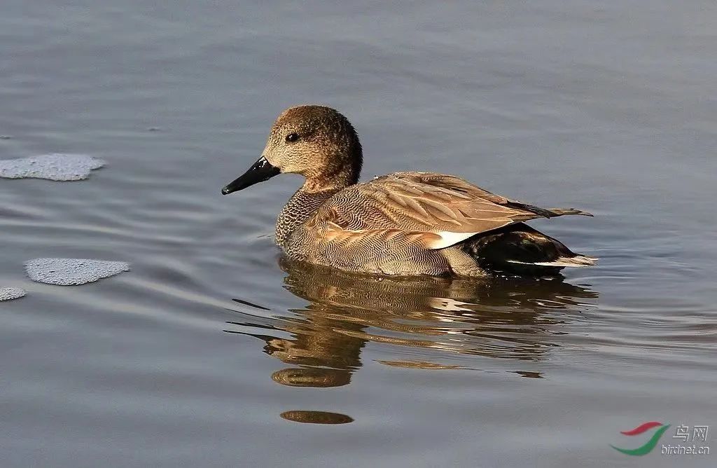 【三江之源 动物乐园】之赤膀鸭