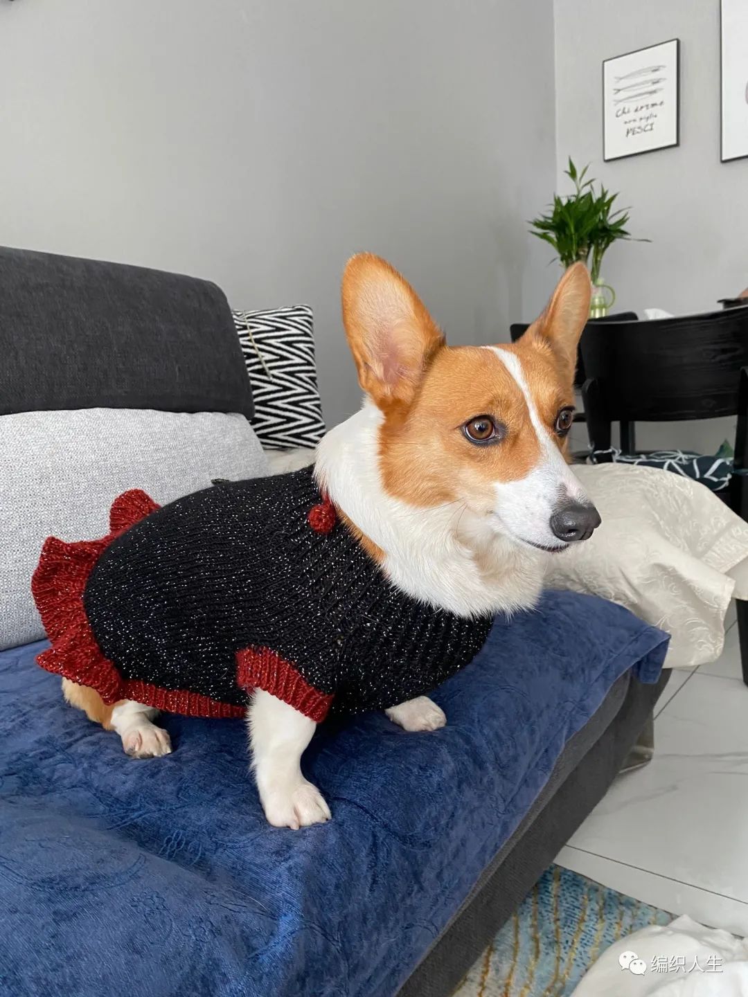 狗狗过冬也要暖暖的!超可爱柯基棒针美女裙(有编织说明)