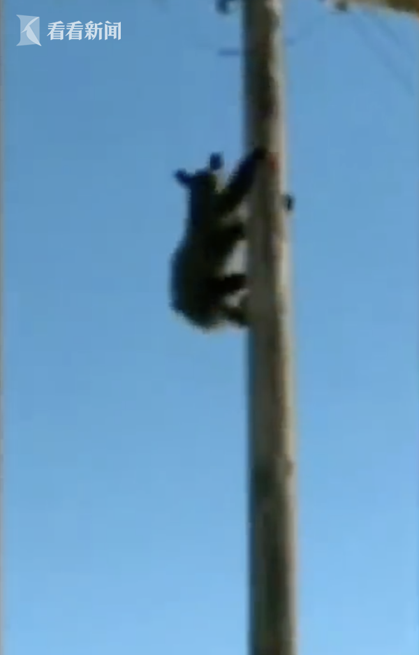熊爬上高压电线杆"卖萌" 电工温柔哄它爬下来
