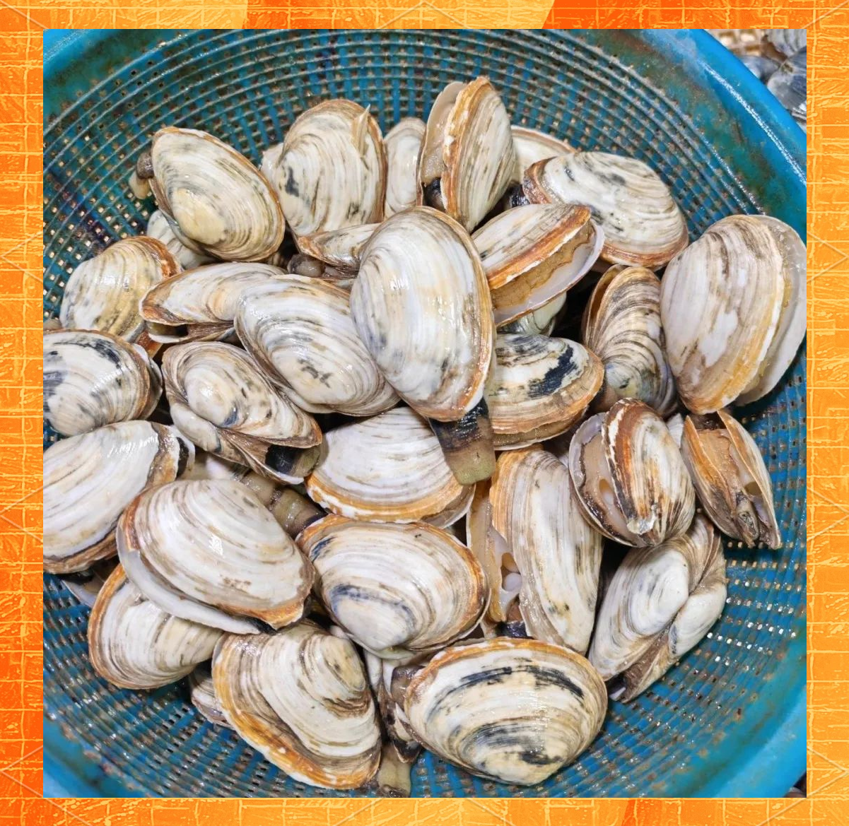 探秘青岛蛤蜊:众多海鲜中的佼佼者