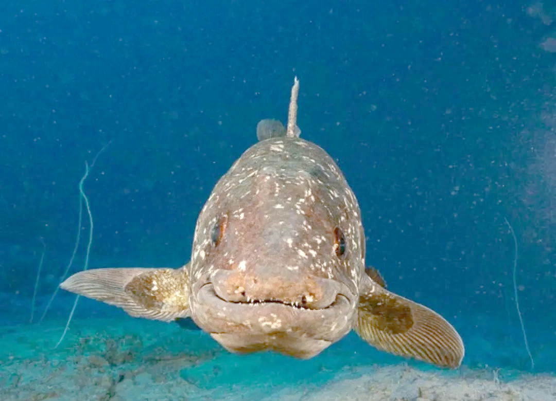 马达加斯加海域腔棘鱼重现,科学界见证进化奇迹