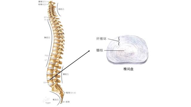 一枚椎间盘的一生—腰椎间盘突出症是什么?