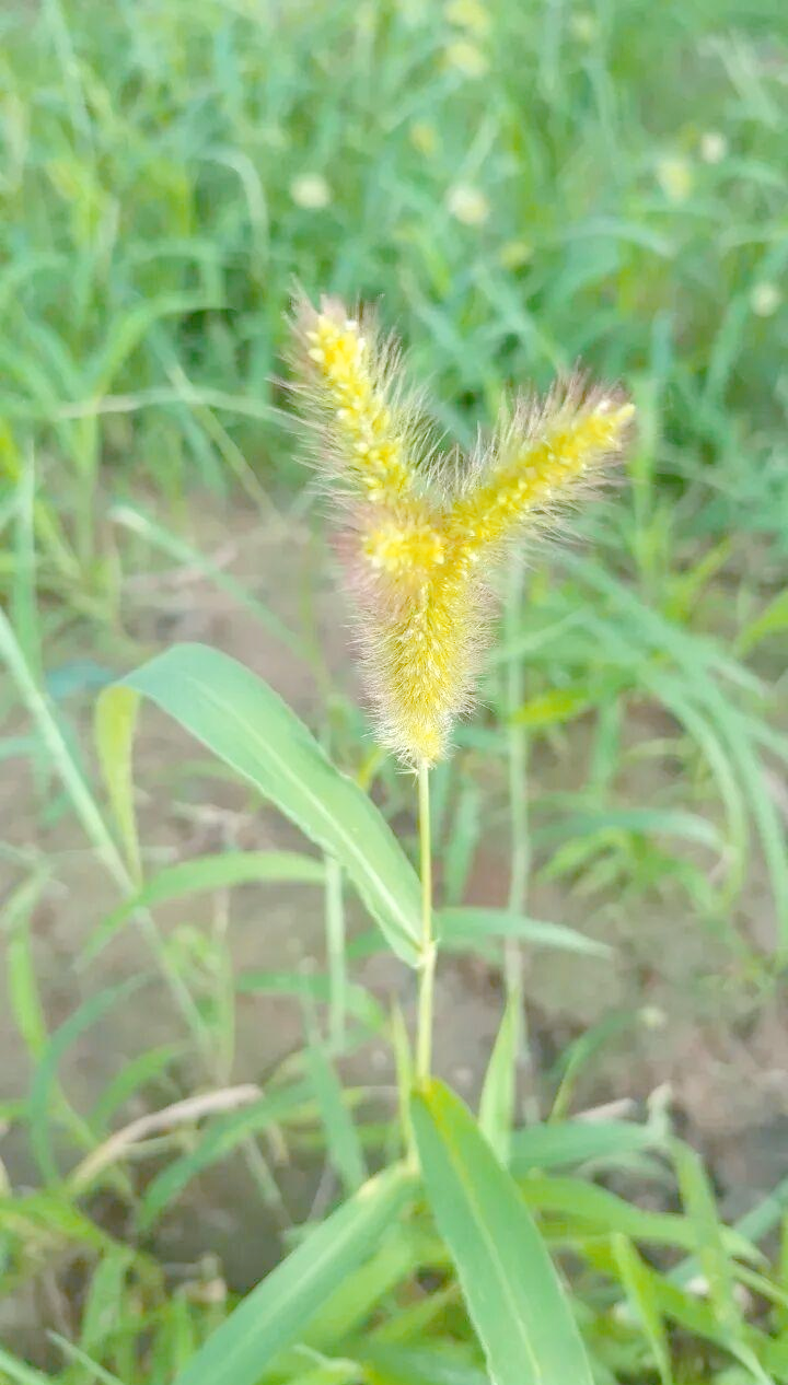狼尾草与狗尾草的独特魅力:从田间杂草到艺术灵感