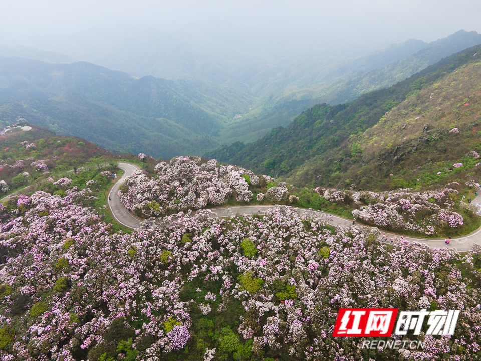 永州阳明山杜鹃花图片