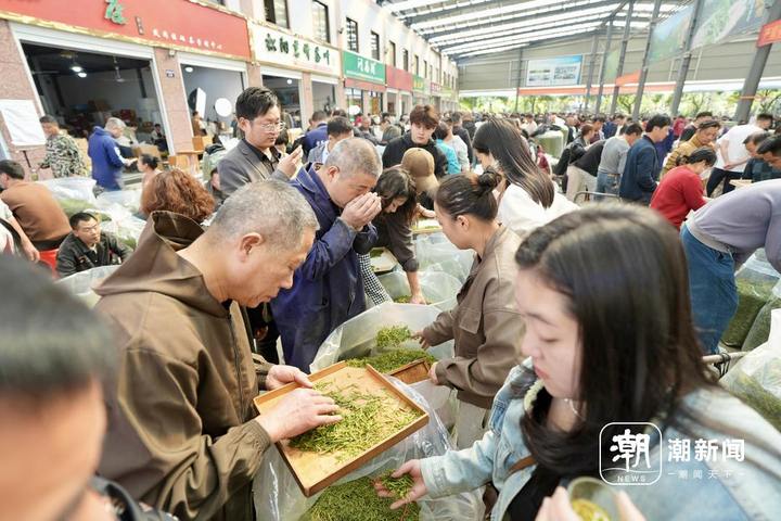 新茶热卖 丽水松阳浙南茶叶市场春茶交易突破3000吨