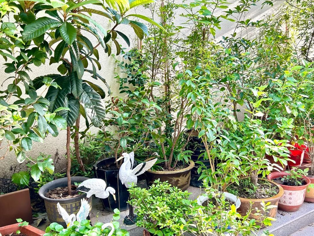 康养理念融入微更新,这处狭长空间变身"五感花园"